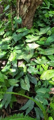Syngonium