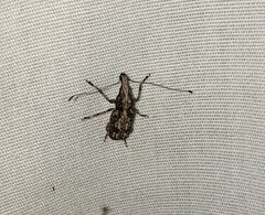 Meconemus infuscatus