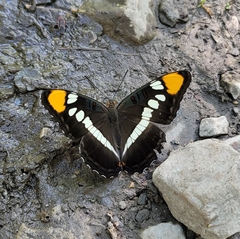 Adelpha eulalia