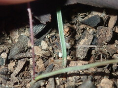 Caladenia saccharata