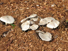 Agaricus xanthodermus
