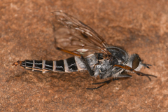 Therevinae