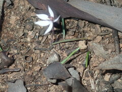 Caladenia saccharata