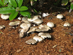 Agaricus xanthodermus