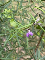 Westringia eremicola