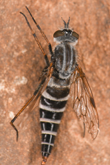 Therevinae