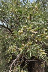 Pyrus salicifolia