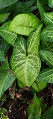 Syngonium