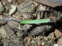 Caladenia saccharata