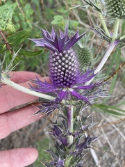Eryngium leavenworthii