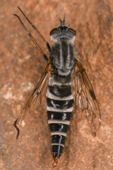 Therevinae
