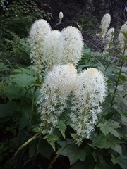Xerophyllum tenax