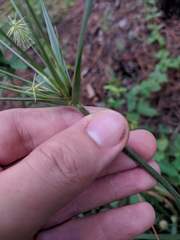 Cyperus plukenetii