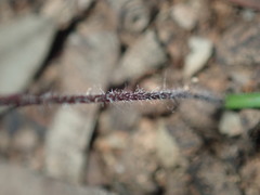 Caladenia saccharata