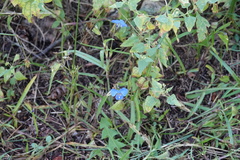 Commelina erecta