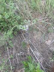 Eryngium leavenworthii