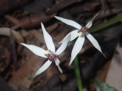 Caladenia saccharata