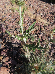 Cirsium ochrocentrum