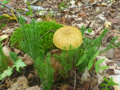 Retiboletus ornatipes