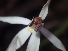 Caladenia saccharata