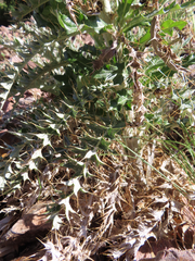 Cirsium ochrocentrum