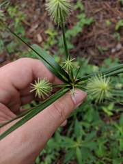 Cyperus plukenetii