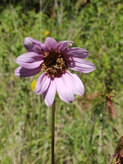 Iostephane heterophylla