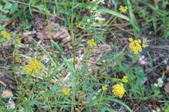 Cymopterus lemmonii