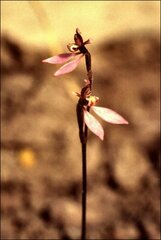 Eriochilus cucullatus