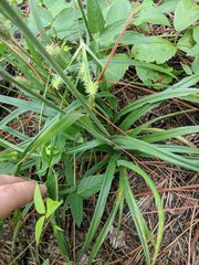Cyperus plukenetii