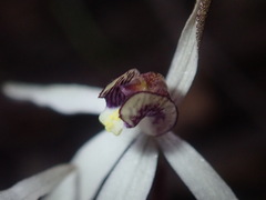 Caladenia saccharata