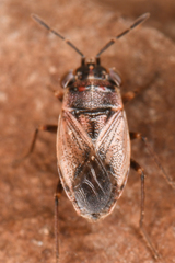 Geocoris
