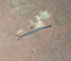 Hemiscolopendra marginata