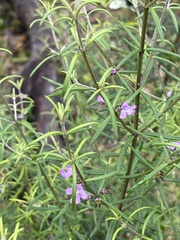 Westringia eremicola