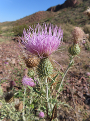 Cirsium ochrocentrum