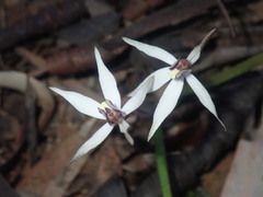 Caladenia saccharata