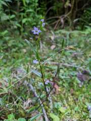 Epidendrum fimbriatum