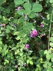 Lespedeza bicolor