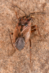 Geocoris