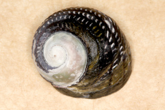 Diloma aethiops