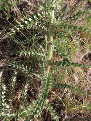 Cirsium ochrocentrum