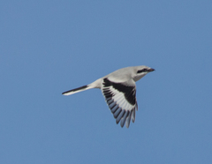 Lanius excubitor