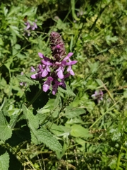 Stachys bullata