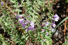 Hedeoma hyssopifolia