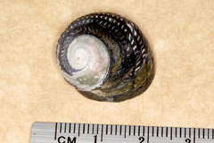 Diloma aethiops
