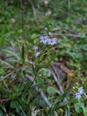 Epidendrum fimbriatum