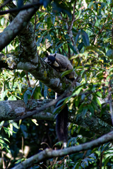 Ratufa bicolor