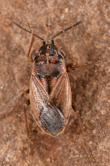 Geocoris