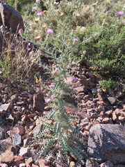Cirsium ochrocentrum