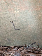 Hemiscolopendra marginata